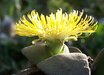 Pleiospilos