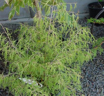 Photo of Betula pendula 'Trost Dwarf' PP12749 foliage by Karl Gercens III