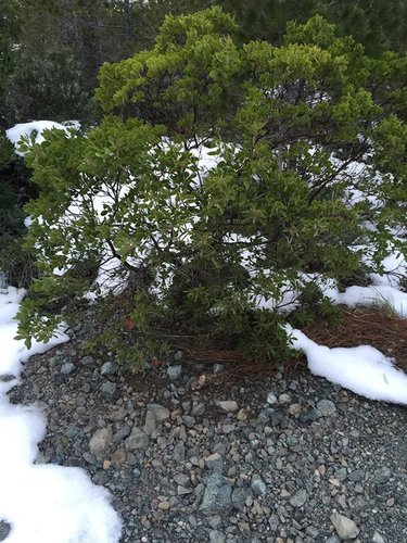 Arctostaphylos hispidula [SBH 9151] plant lust
