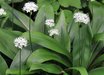 Clintonia