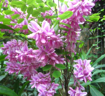 Photo of Indigofera kirilowii flower by Anna Kullgren