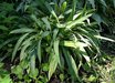 Carex platyphylla