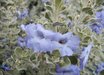 Leucophyllum