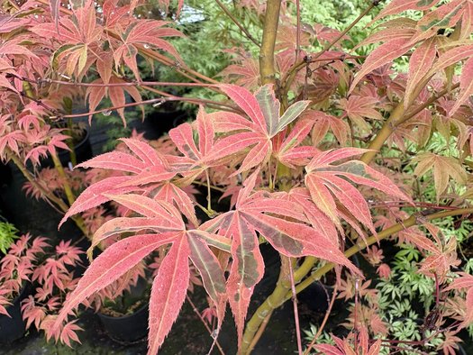 Photo of Acer palmatum 'Geisha Gone Wild' foliage by plant lust
