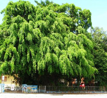 Photo of Ficus benjamina form by Peter Richardson