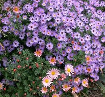 Photo of Symphyotrichum oblongifolium 'Raydon's Favorite' flower by Avant Gardens