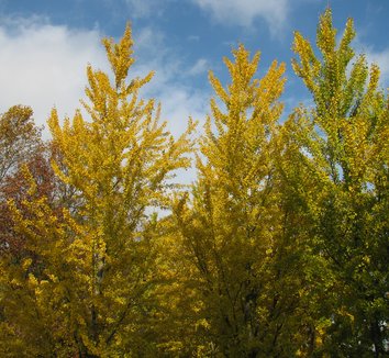 Photo of Ginkgo biloba 'Fastigiata' form by Karl Gercens III
