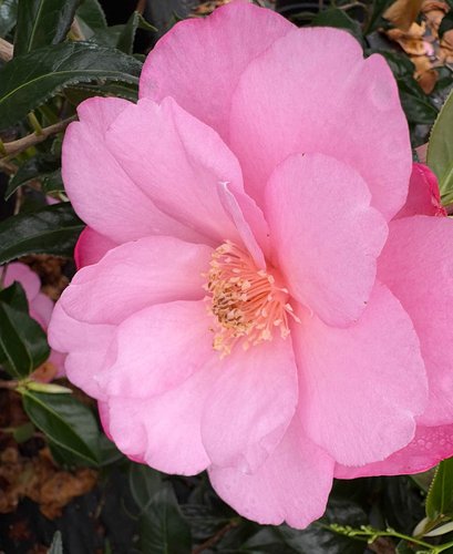 Photo of Camellia x williamsii 'Taylor's Perfection' flower by plant lust