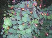 Tropaeolum