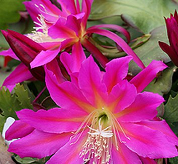 Photo of Epiphyllum 'Space Rocket' flower by Annie's Annuals & Perennials