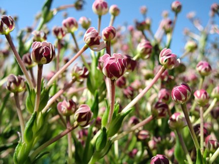 Zaluzianskya Capensis Zaluzianskya Capensis Midnight Candy Midnight Candy Night Phlox Plant Lust