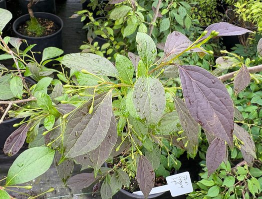 Photo of Styrax japonicus 'Evening Light' PP24168 foliage by plant lust