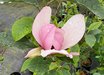 Magnolia 'Mighty Mouse'