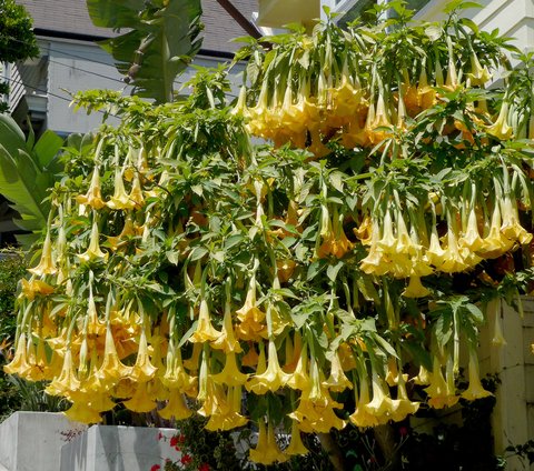 Brugmansia ‘Charles Grimaldi’ | Charles Grimaldi Angel Trumpet