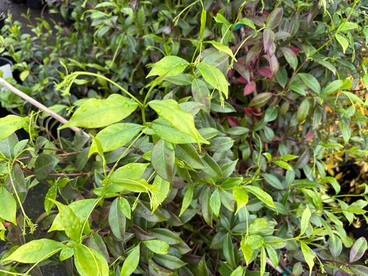 Photo of Trachelospermum jasminoides folaige by plant lust
