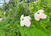 Cornus