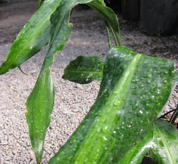 Photo of Aspidistra typica 'Old Glory' foliage by Cistus Nursery