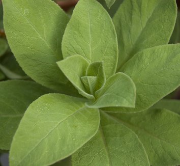 Photo of Lobelia tupa foliage by Secret Garden Growers