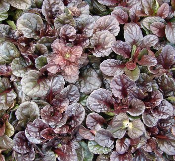 Photo of Ajuga reptans 'Mahogany' foliage by Forest & Kim Starr