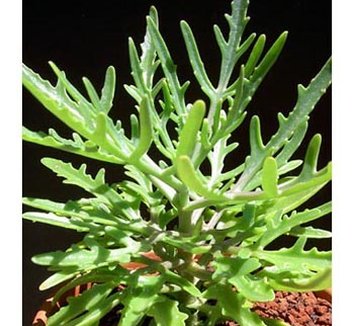 Photo of Kalanchoe laciniata by Cactus Jungle