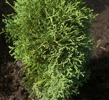 Photo of Thuja occidentalis 'Hetz Midget' foliage by Greer Gardens Inc.