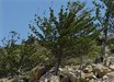 Araucaria