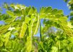 Gleditsia
