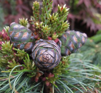 Photo of Pinus parviflora 'Bergman' cones, foliage by plant lust