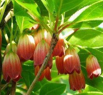 Photo of Enkianthus sikokianus flower by Avant Gardens