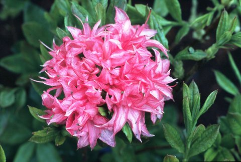 Homebush Azalea | Azalea 'Homebush' | plant lust
