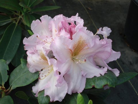 Rhododendron 'Anne Goss' | plant lust
