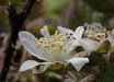 Rubus