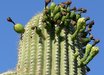 Carnegiea