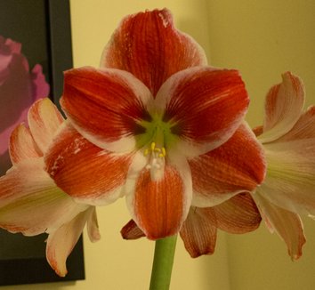 Hippeastrum from multiple nurseries on Plant Lust