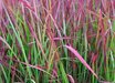 Imperata