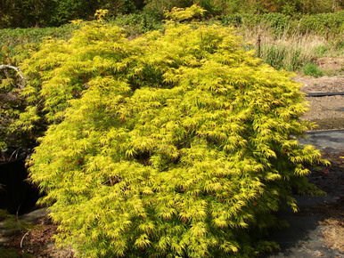 Acer palmatum 'Filigree' | Acer palmatum 'Green Filigree' | Acer ...