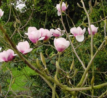 Photo of Magnolia 'Athene' flower by themagnolias.co.uk