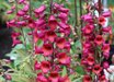 Digitalis