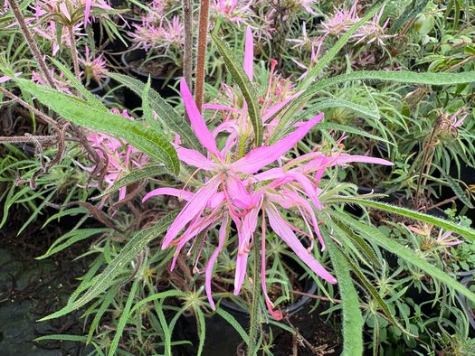 Photo of Spider Azalea flower, folaige by plant lust