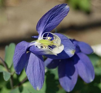 Photo of Aquilegia flabellata close-up, flower by Kirisame