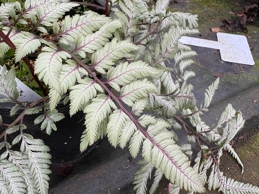 Photo of Athyrium niponicum var. pictum 'Pearly White' foliage by plant lust