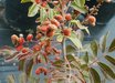 Rhus