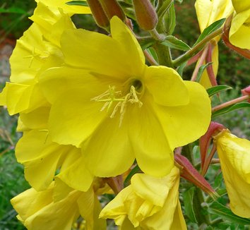 Photo of Oenothera elata close-up, flower, form by Stan Shebs
