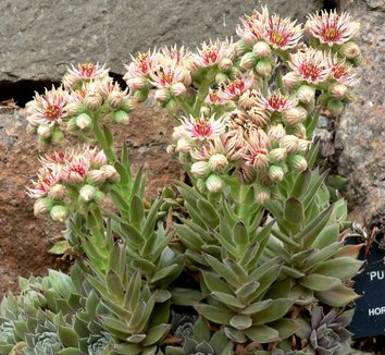 Photo of Sempervivum 'Purdy's No. 70-1' flower, foliage, form by Stan Shebs