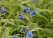 Cynoglossum