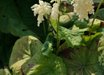 Astilboides