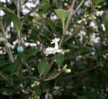 Photo of Osmanthus heterophyllus 'Rotundifolius' flower, foliage by Kenpei