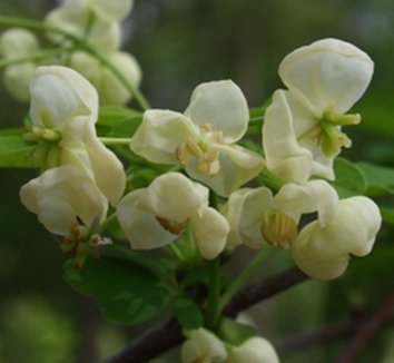 Photo of Akebia quinata 'Shirobana' flower by Almost Eden
