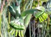 Anigozanthos