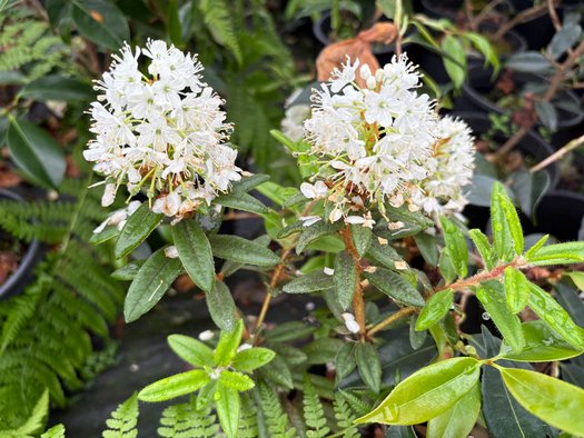 Photo of Rhododendron diversipilosum 'Milky Way' flower by plant lust